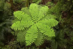Frond: Tree fern, A.H. Reed Memorial Kauri Park