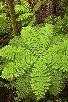 Frond: Tree fern, A.H. Reed Memorial Kauri Park