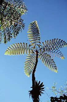 Ferns: TREE FERN - with blue sky