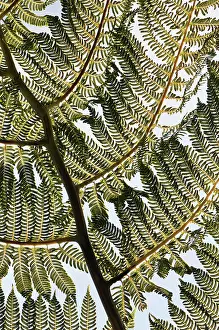 Cycad: Tree fern, Cycad, Close up showing keaf pattern