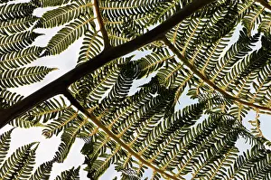 Cycad: Tree fern, Cycad, Close up showing keaf pattern
