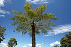 Frond: Tree Fern, Sarah Island (Historic Convict