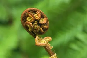 Spirals: Tree Fern - unfurling leave of a tree fern. This