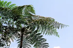 Viewed: TREE FERN, viewed from below
