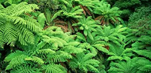 Dicksonia: TREE FERNS