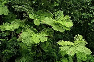 Cyathea: Tree ferns