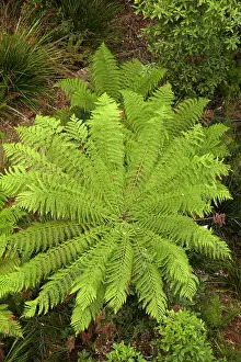 Frond: Tree Ferns (Dicksonia antarctica), high