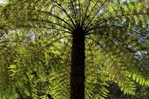 Leura: Tree ferns - magnificent tree ferns grow along