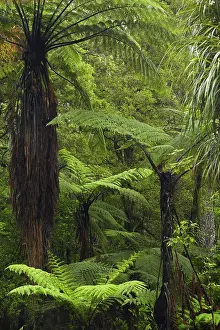 Kauri: Tree ferns, Manginangina Kauri Walk, Puketi
