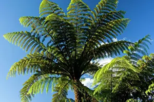 Cyathea: Tree Ferns - seen from the bottom photographed