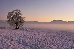Misty: Tree in a freshly snow-covered landscape