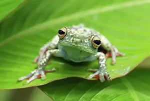 Hypsiboas: Tree Frog