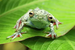 Hypsiboas: Tree Frog