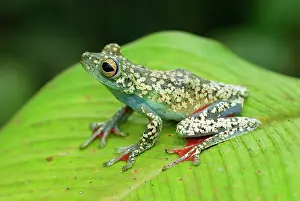 Hypsiboas: Tree Frog