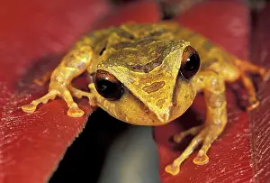 Eleutherodactylus: Tree Frog