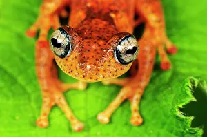 Boophis: Tree Frog