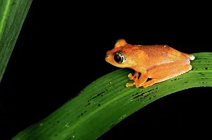 Boophis: Tree Frog