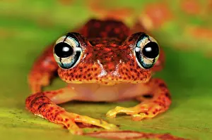 Boophis: Tree Frog
