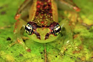 Boophis: Tree Frog