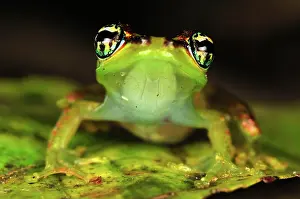 Boophis: Tree Frog
