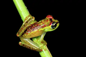 Boophis: Tree Frog
