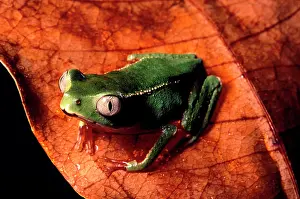 Vaillanti: Tree frog
