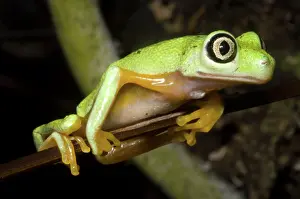 Hylomantis: Tree Frog