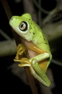 Hylomantis: Tree Frog