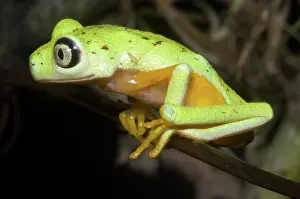 Hylomantis: Tree Frog