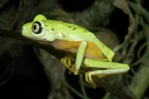 Hylomantis: Tree Frog