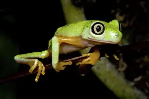 Hylomantis: Tree Frog
