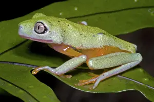 Hylomantis: Tree Frog