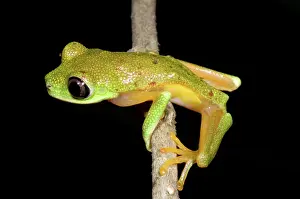 Poised: Tree Frog