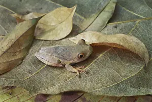 Tambopata: Tree frog