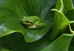 Toads: Tree Frog camouflaged on calla leaves