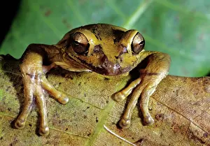 Toes: Tree Frog, Costa Rica