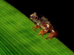 Shade: Tree frog (Dendropsophus sp), recently metamorph