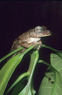 Fragile: Tree Frog, (Hyla crepitans), Venezuela