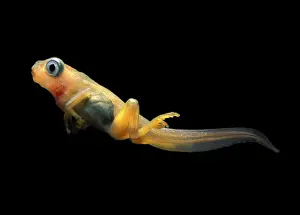 Vaillanti: Tree Frog - Four legged tatpole swimming