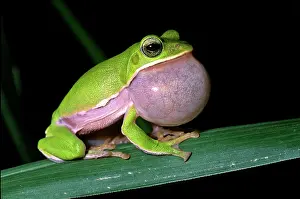 Nights: Tree frog (Rhacophorus arvalis), inflated vocal