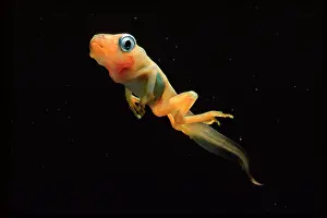 Vaillanti: Tree Frog Tadpole