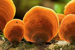 Rotten: tree fungi in rainforest - brightly orange coloured