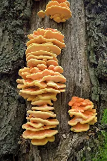 Higher: Tree fungus, beech forest, Bottrop, Ruhr area, North