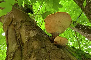 Funghi: Tree Fungus growing out of the trunk of