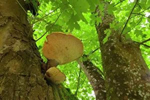Funghi: Tree Fungus growing out of the trunk of