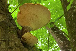 Funghi: Tree Fungus growing out of the trunk of