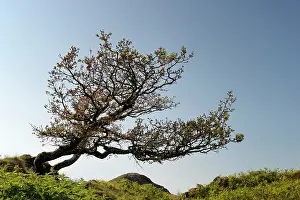 Sidewards: Tree growing sidewards
