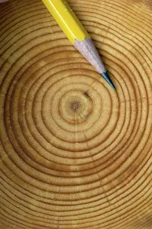 Rings: Tree growth rings