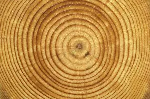 Rings: Tree growth rings