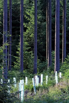 Guards: Tree Guards - against deer damage, placed around